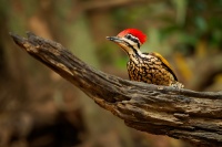 Datel zlatohrbety - Dinopium javanense - Common Flameback o3910
